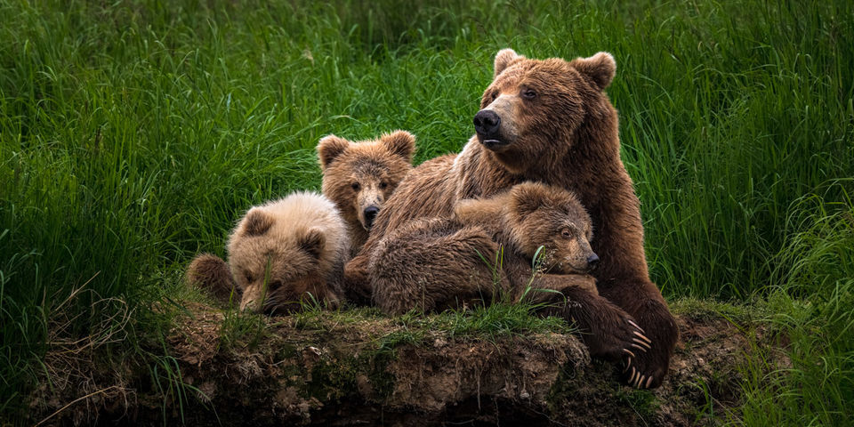 Family Nap