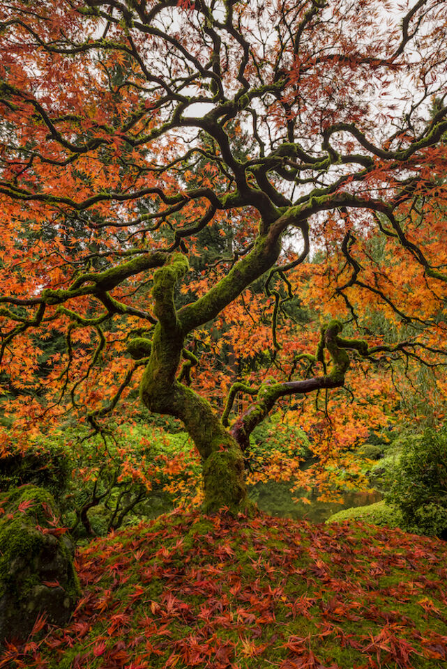 Zen Tree