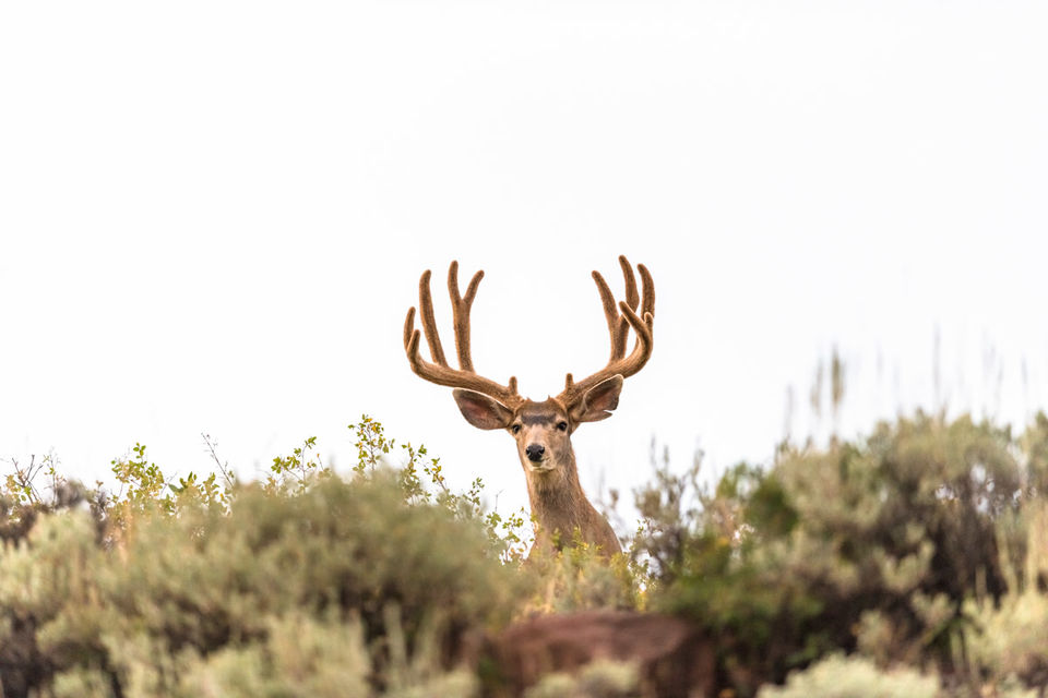 Peaking Over