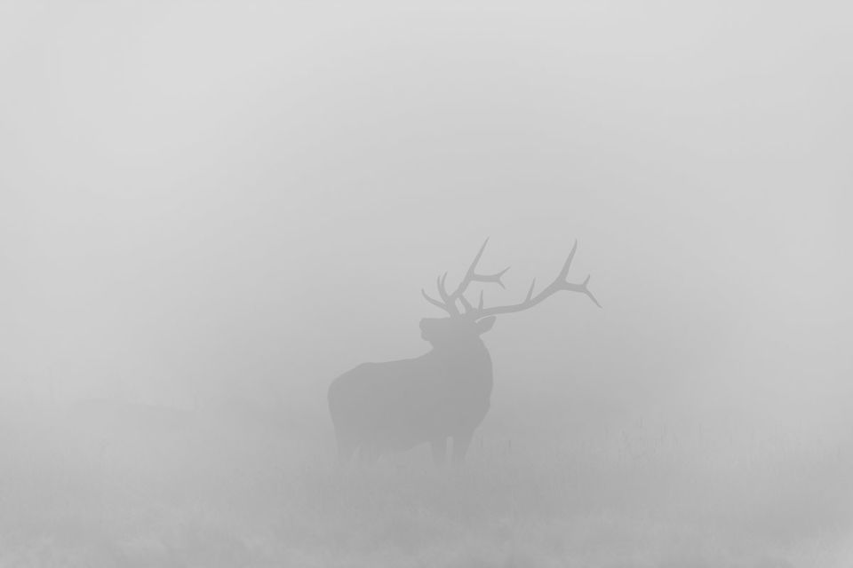 Posing in the Fog