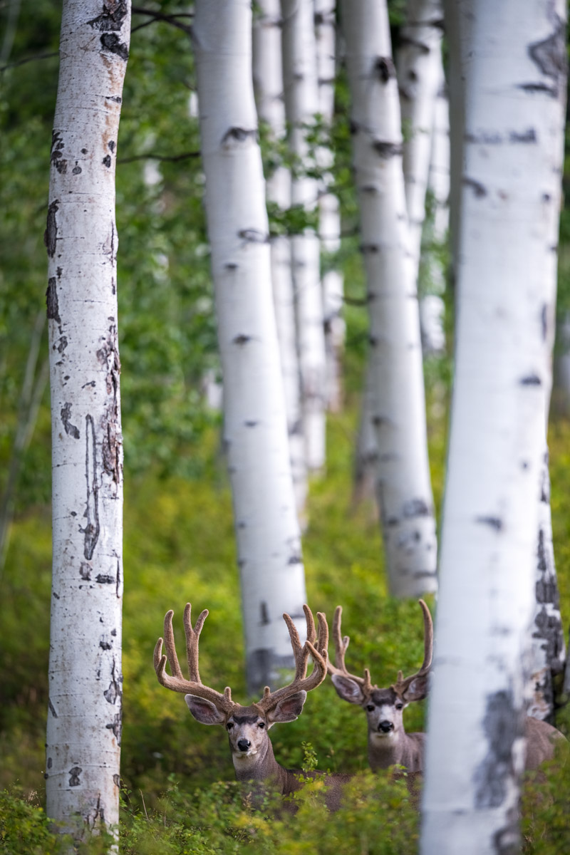 August in the Aspens