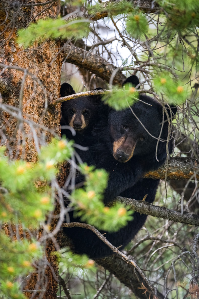 In Mom's Arms