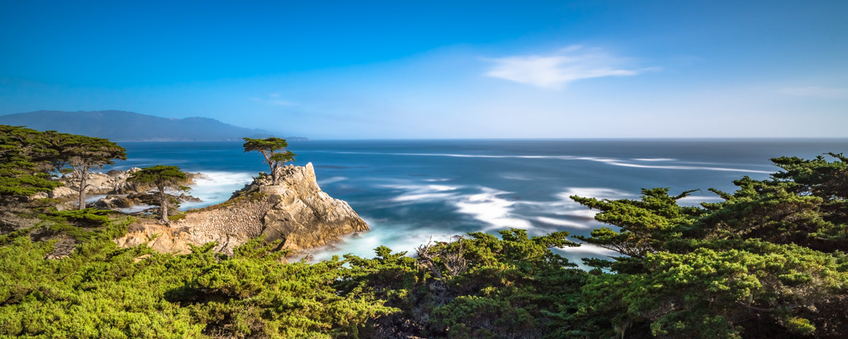 Lone Cypress